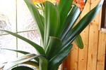 Clivia